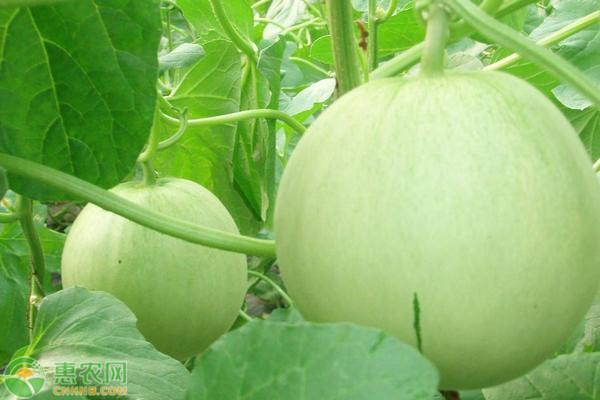 甜瓜種子處理及播種管理技術-圖片版權歸惠農(nóng)網(wǎng)所有