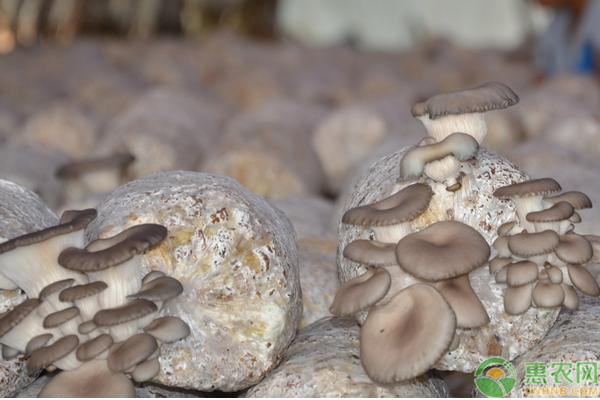如何降低夏季食用菌染菌率？這幾個(gè)妙招建議收藏！-圖片版權(quán)歸惠農(nóng)網(wǎng)所有