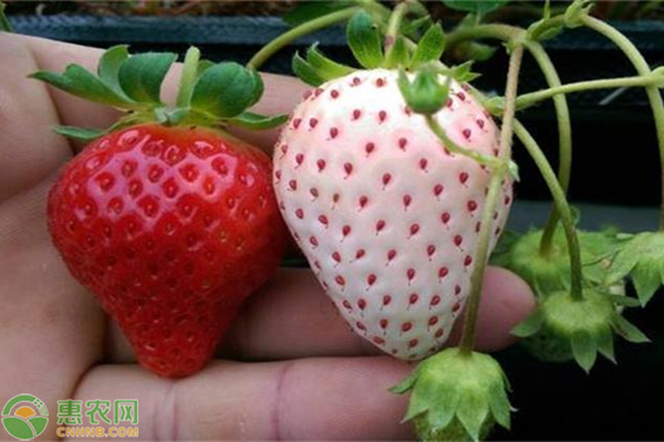 菠萝莓多少钱一斤？什么时候上市？