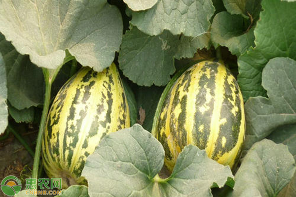 紅瓤八里香種植管理方法-圖片版權(quán)歸惠農(nóng)網(wǎng)所有