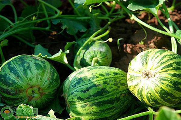 紅瓤八里香怎么種植？-圖片版權(quán)歸惠農(nóng)網(wǎng)所有