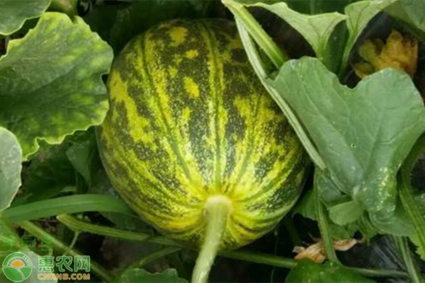 紅瓤八里香種植管理方法-圖片版權(quán)歸惠農(nóng)網(wǎng)所有