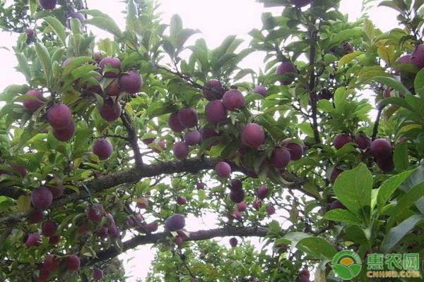 雞血李種植技術(shù)要點(diǎn)-圖片版權(quán)歸惠農(nóng)網(wǎng)所有
