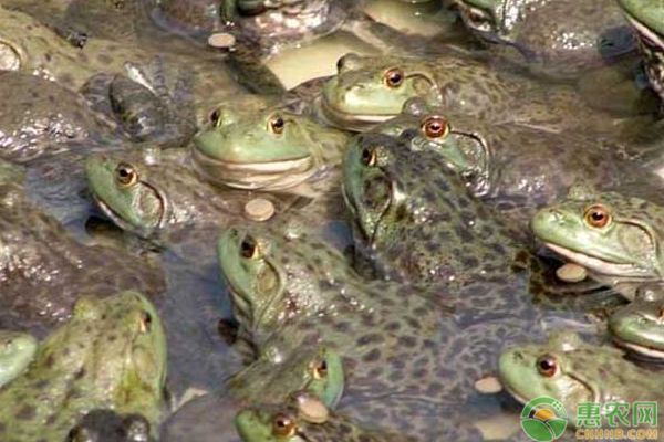 国家林业和草原局关于进一步规范蛙类保护管理的通知