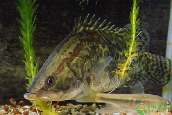 桂花魚常見病害癥狀及防治方法-圖片版權(quán)歸惠農(nóng)網(wǎng)所有