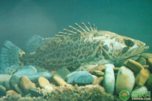 桂花魚常見病害癥狀及防治方法-圖片版權(quán)歸惠農(nóng)網(wǎng)所有