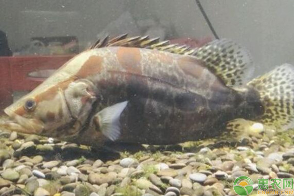 桂花魚常見病害癥狀及防治方法-圖片版權(quán)歸惠農(nóng)網(wǎng)所有