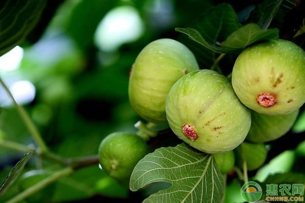 無花果病蟲害有哪些？如何防治？-圖片版權(quán)歸惠農(nóng)網(wǎng)所有