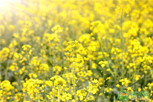 油菜花种子什么时候成熟？油菜如何育苗？-图片版权归惠农网所有