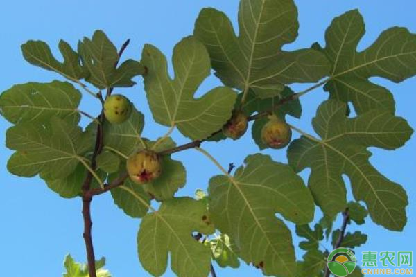 無花果病蟲害有哪些？如何防治？-圖片版權(quán)歸惠農(nóng)網(wǎng)所有