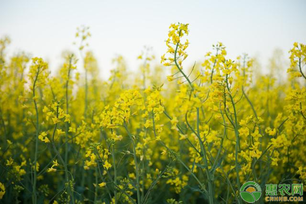 油菜花种子什么时候成熟？油菜如何育苗？-图片版权归惠农网所有