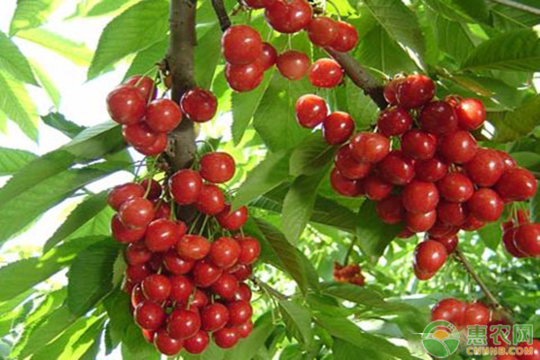 櫻桃整形修剪方法-圖片版權(quán)歸惠農(nóng)網(wǎng)所有