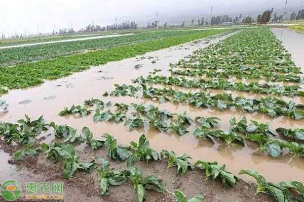 强降雨给农业生产的影响？如何做好防治措施？