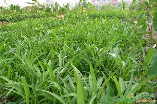 河北夏天種什么菜合適？這8種蔬菜非常不錯！-圖片版權(quán)歸惠農(nóng)網(wǎng)所有