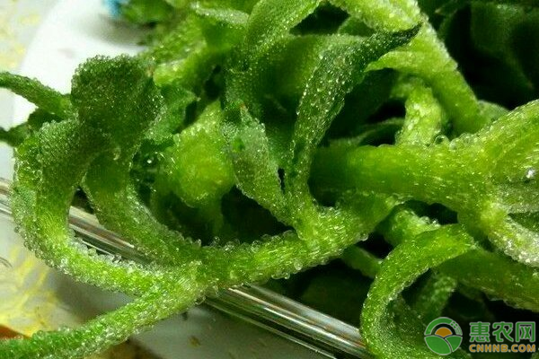 冰菜高產(chǎn)栽培技術(shù)要點-圖片版權(quán)歸惠農(nóng)網(wǎng)所有