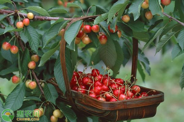 櫻桃樹夏季修剪方法介紹-圖片版權(quán)歸惠農(nóng)網(wǎng)所有