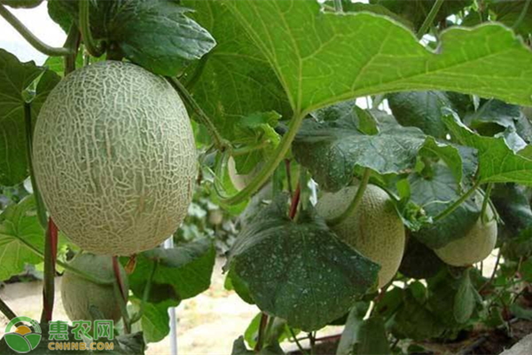 哈密瓜高產(chǎn)種植方法介紹-圖片版權(quán)歸惠農(nóng)網(wǎng)所有
