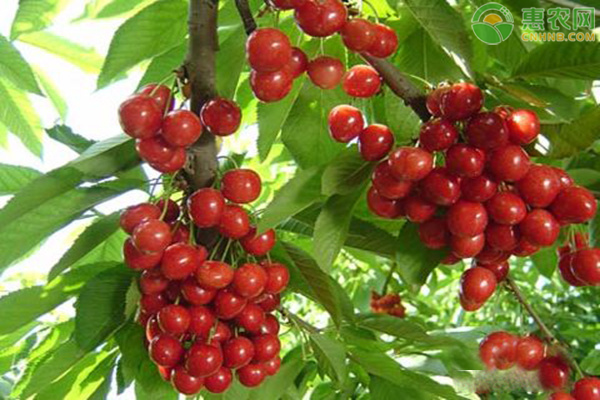 櫻桃樹夏季修剪方法介紹-圖片版權(quán)歸惠農(nóng)網(wǎng)所有