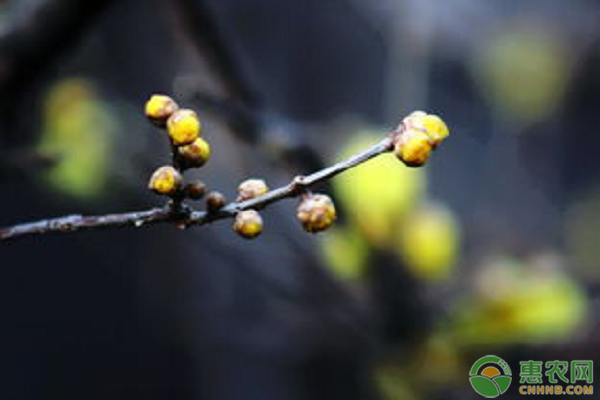 臘梅的養(yǎng)殖方法和注意事項(xiàng)-圖片版權(quán)歸惠農(nóng)網(wǎng)所有