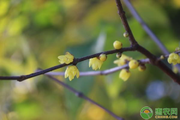 臘梅的養(yǎng)殖方法和注意事項(xiàng)-圖片版權(quán)歸惠農(nóng)網(wǎng)所有