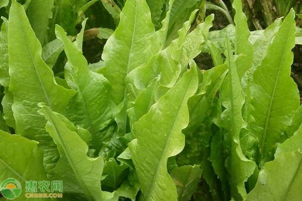 萵筍常見病蟲害及防治方法-圖片版權(quán)歸惠農(nóng)網(wǎng)所有