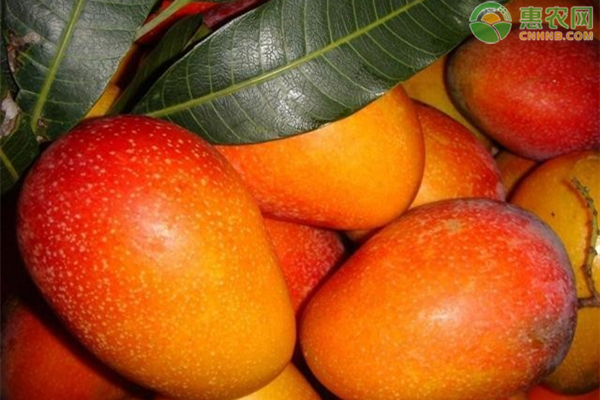 哪个品种芒果最好吃？