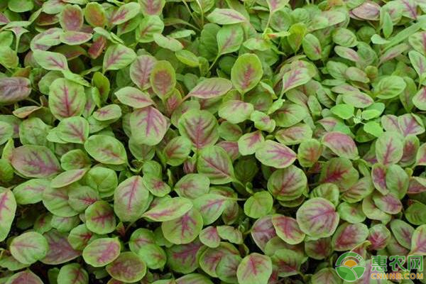 莧菜高產(chǎn)種植技術(shù)-圖片版權(quán)歸惠農(nóng)網(wǎng)所有