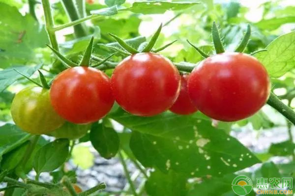 西紅柿高產(chǎn)種植技術(shù)-圖片版權(quán)歸惠農(nóng)網(wǎng)所有