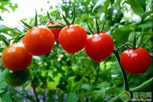 西紅柿高產(chǎn)種植技術(shù)-圖片版權(quán)歸惠農(nóng)網(wǎng)所有