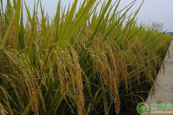 7月稻谷价格行情，什么原因导致稻谷价格上涨？