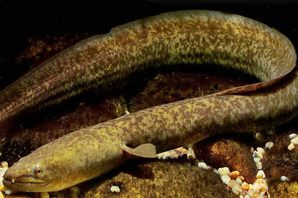 花鳗海蛇图片