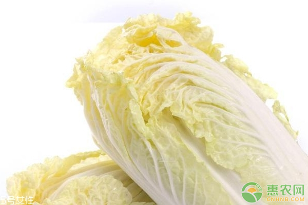 娃娃菜病蟲害綜合防治技術(shù)-圖片版權(quán)歸惠農(nóng)網(wǎng)所有