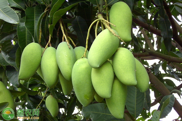 芒果需肥特點(diǎn)及施肥技術(shù)-圖片版權(quán)歸惠農(nóng)網(wǎng)所有