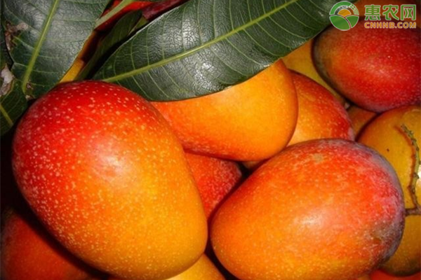 芒果需肥特點(diǎn)及施肥技術(shù)-圖片版權(quán)歸惠農(nóng)網(wǎng)所有