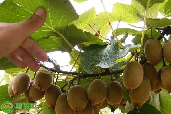 紅心獼猴桃高產(chǎn)種植技術(shù)-圖片版權(quán)歸惠農(nóng)網(wǎng)所有
