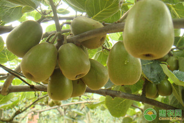 紅心獼猴桃高產(chǎn)種植技術(shù)-圖片版權(quán)歸惠農(nóng)網(wǎng)所有