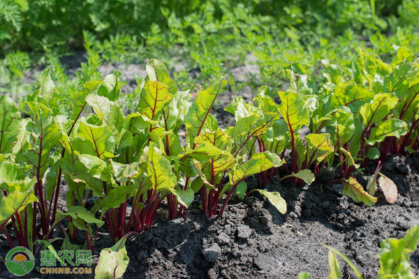 高产甜菜标准化种植技术-图片版权归惠农网所有