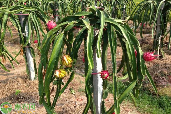 火龙果种植时间是什么时候？火龙果要怎么种植？-图片版权归惠农网所有