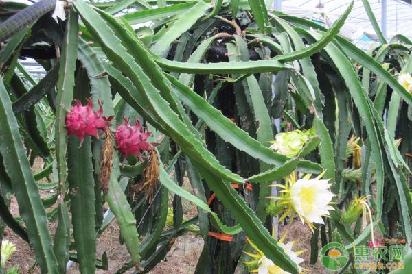 火龙果种植时间是什么时候？火龙果要怎么种植？-图片版权归惠农网所有