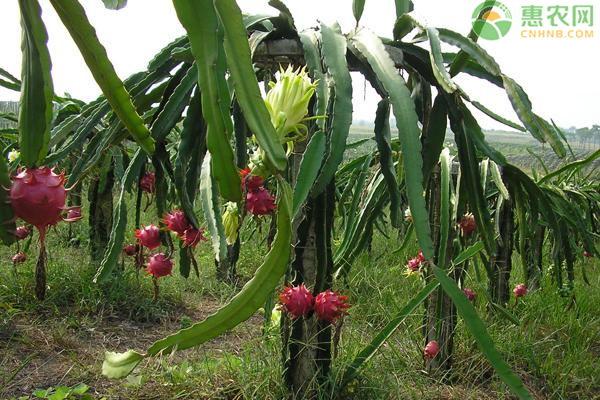 火龙果种植时间是什么时候？火龙果要怎么种植？-图片版权归惠农网所有