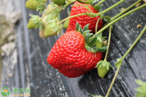 2020年草莓价格多少钱一斤？为何草莓价格会下滑？