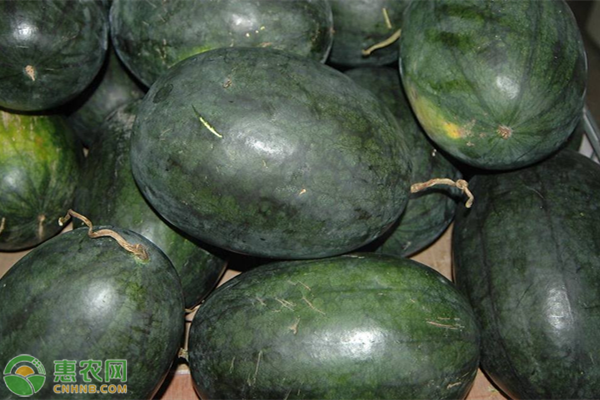西瓜整枝修剪方法-圖片版權(quán)歸惠農(nóng)網(wǎng)所有