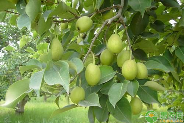 梨常見病蟲害及防治方法-圖片版權(quán)歸惠農(nóng)網(wǎng)所有