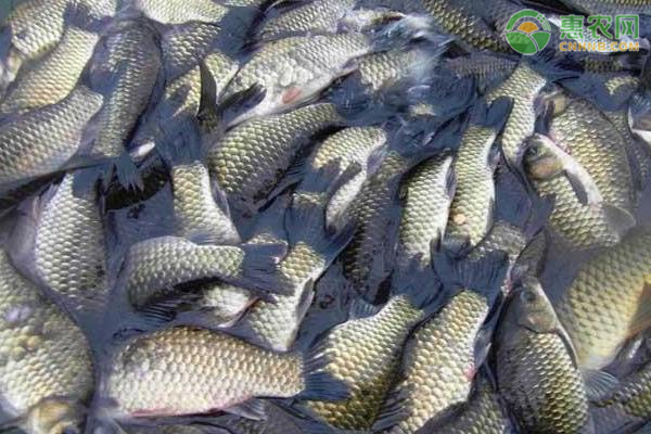 鯽魚優(yōu)質(zhì)高產(chǎn)養(yǎng)殖技術(shù)-圖片版權(quán)歸惠農(nóng)網(wǎng)所有