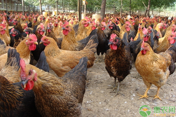 2020年8月全国淘汰鸡价格最新行情