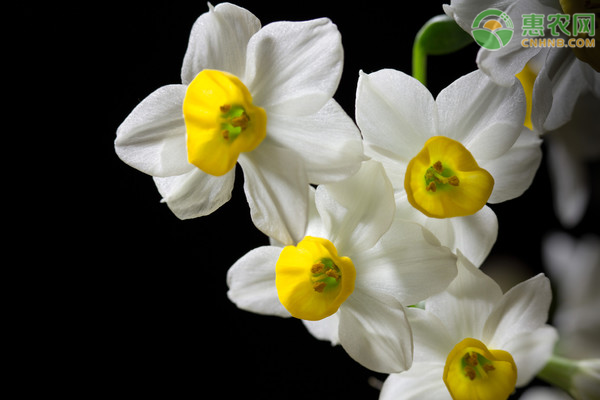 水仙花養(yǎng)殖方法及注意事項(xiàng)-圖片版權(quán)歸惠農(nóng)網(wǎng)所有
