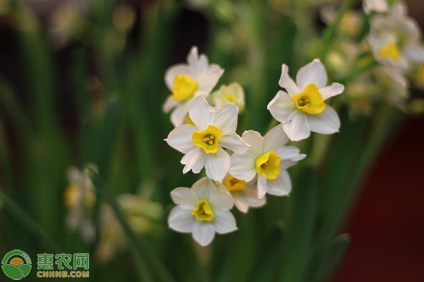 水仙花養(yǎng)殖方法及注意事項(xiàng)-圖片版權(quán)歸惠農(nóng)網(wǎng)所有