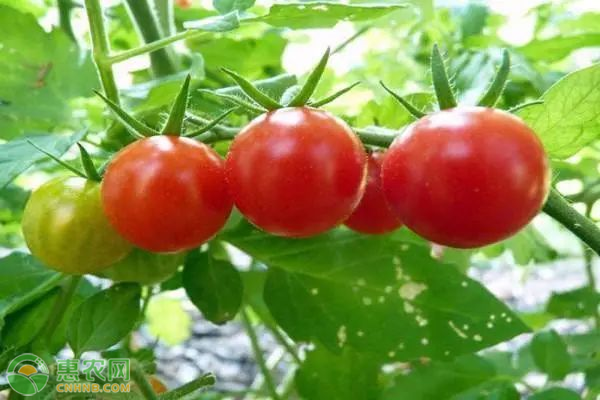 西紅柿高產施肥技術-圖片版權歸惠農網所有