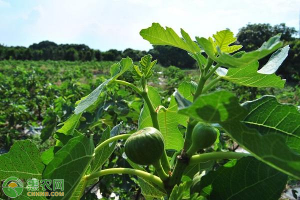 无花果高效栽培技术 农技学堂 惠农网