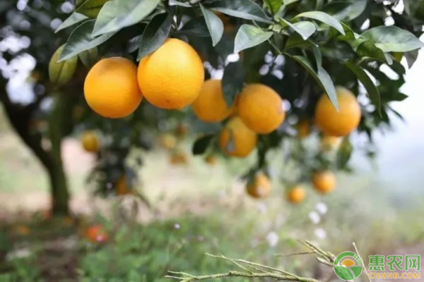 橙子樹的種植氣候條件-圖片版權(quán)歸惠農(nóng)網(wǎng)所有